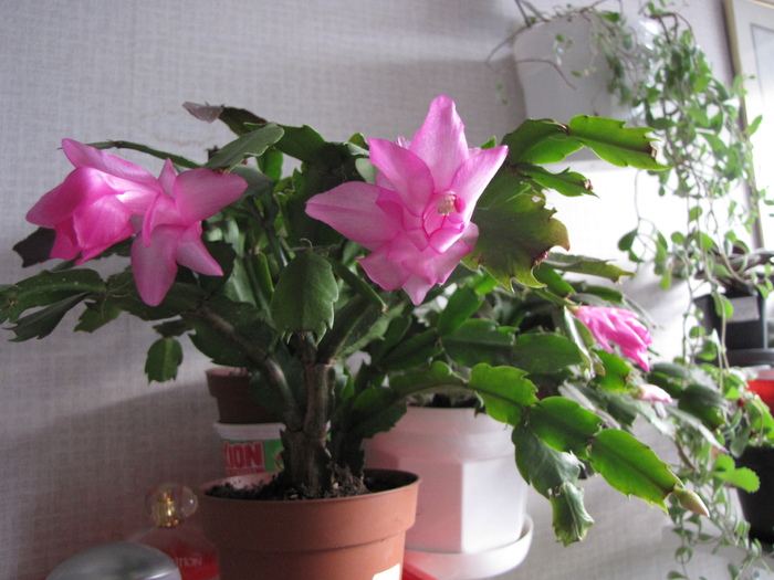 Schlumbergera roz 11 mart 2011 - schlumbergera si rhipsi