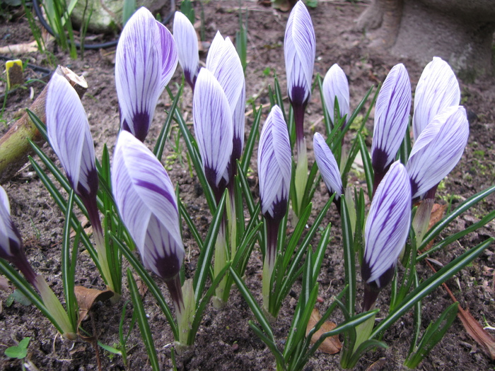 Crocusi 11 mart 2011 - crocus - branduse