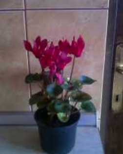 cyclamen rosu - 7 Flori primite de ziua mea