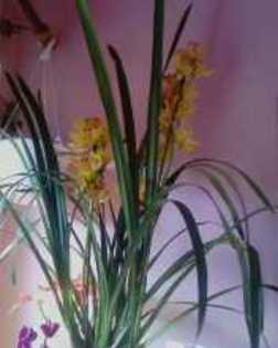 orhidee cymbidium - 7 Flori primite de ziua mea