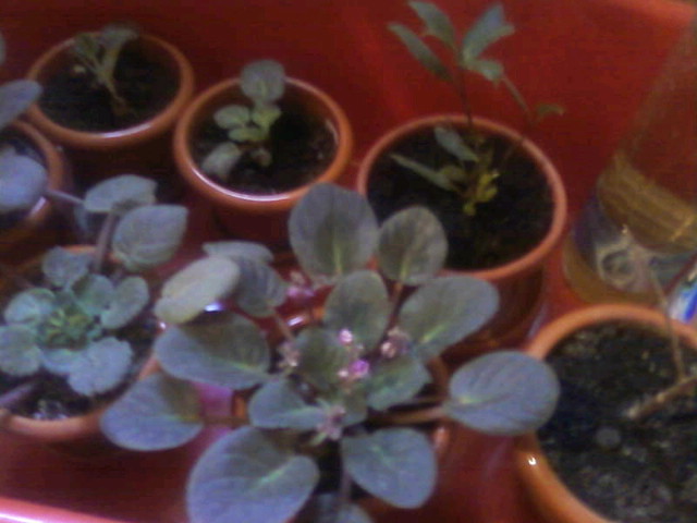 Sanpaulia si un dafin - 4 Unele flori ale mele