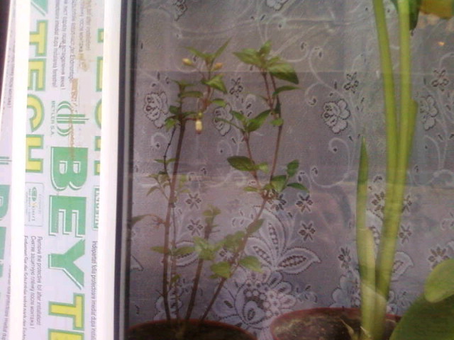  - 4 Unele flori ale mele