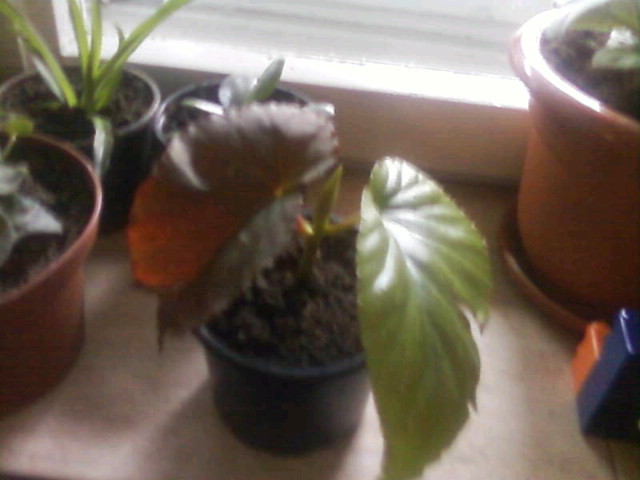 Butasi de..... - 4 Unele flori ale mele