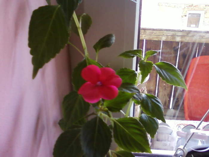 (00)Photo-0002 - 4 Unele flori ale mele