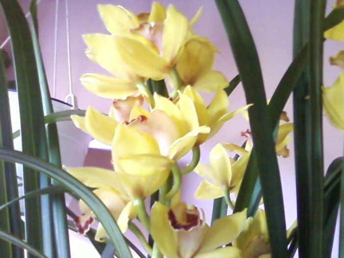 orhidee - 4 Unele flori ale mele