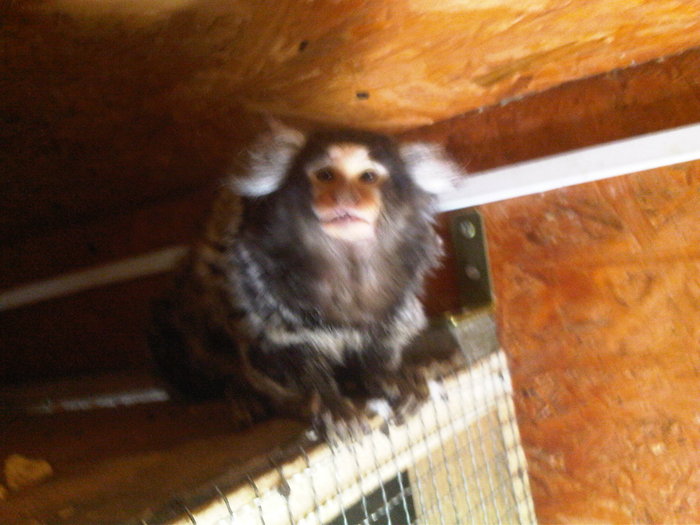 marmoset2 - maimuta marmoset