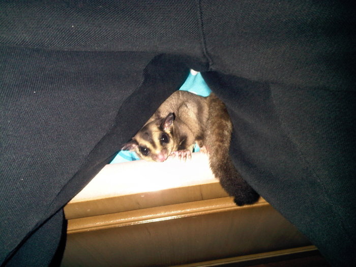 sugar glider