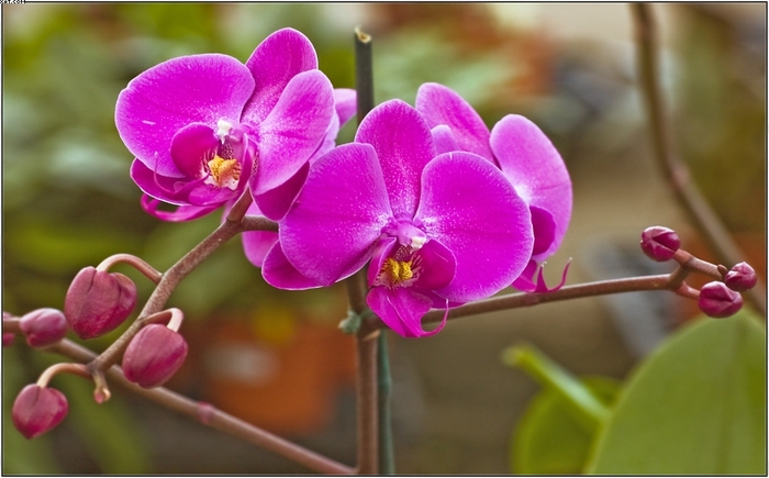 ORCHIDEE