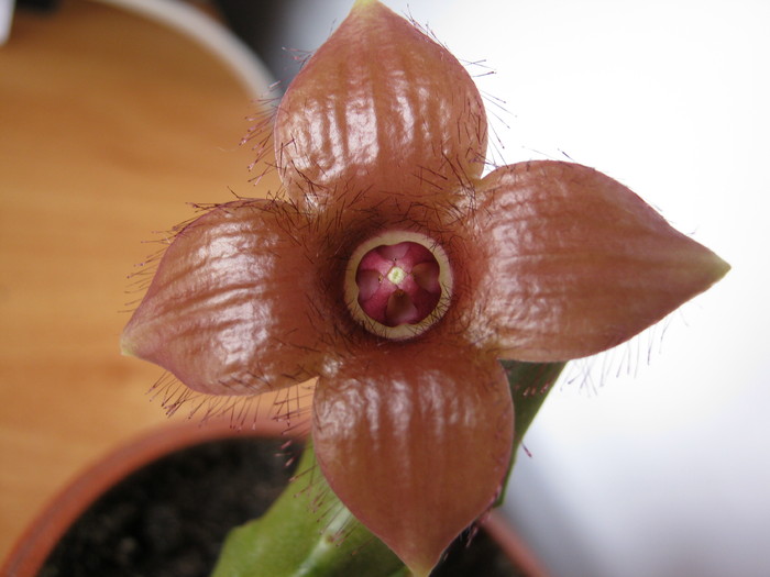 Duvaliandra dioscoridis 4 petale (2) - Infloriri 2011