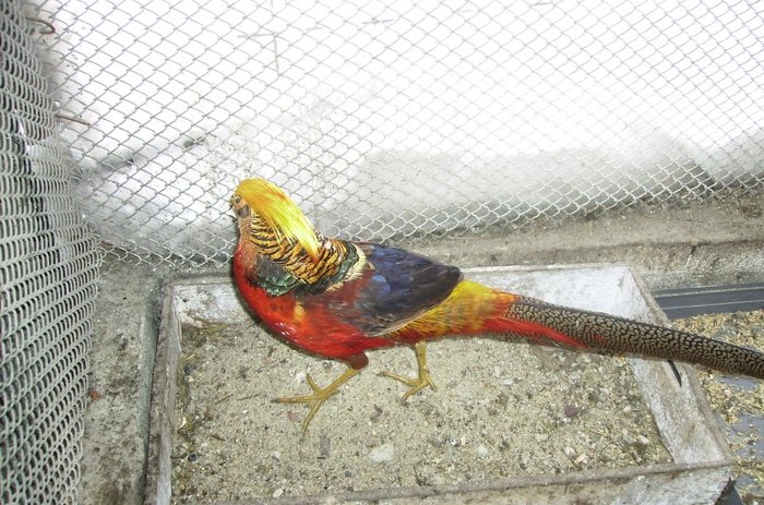 FAZAN IMPERIAL ROSU IMGP1029