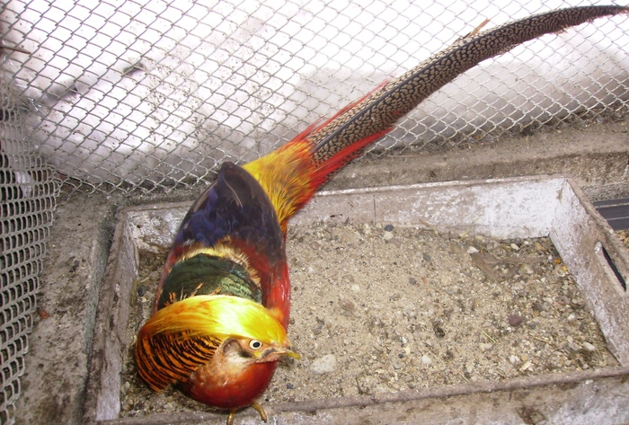 FAZAN IMPERIAL ROSU IMGP1030