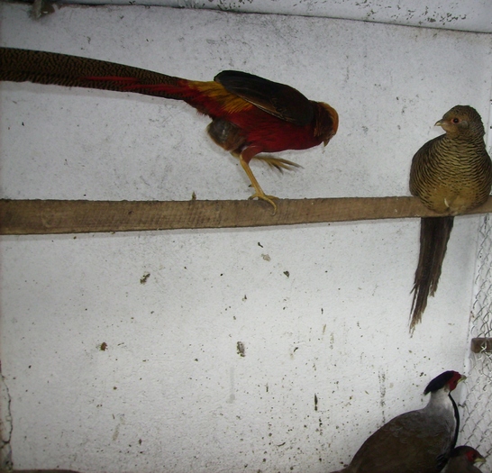 FAZAN IMPERIAL ROSU IMGP1033