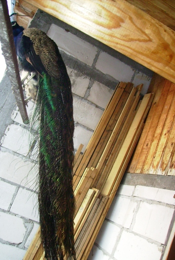 PAUNI STANDARD  IMGP1288