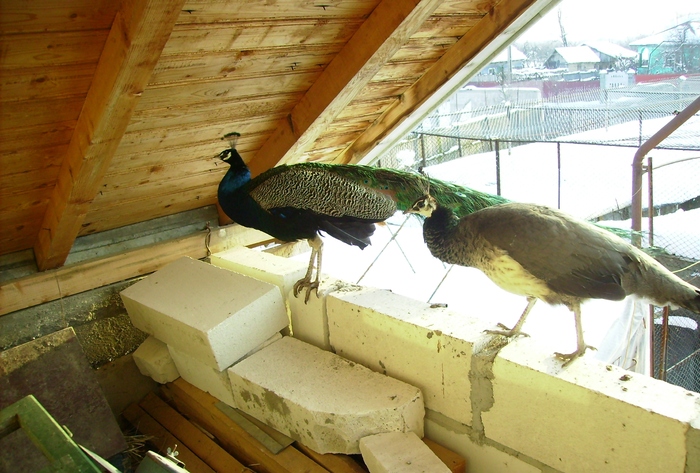 PAUNI STANDARD IMGP1279 - 9 PAUNI