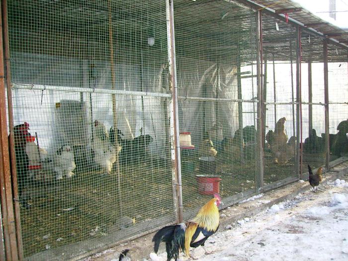 CASA PASARI IMGP1274