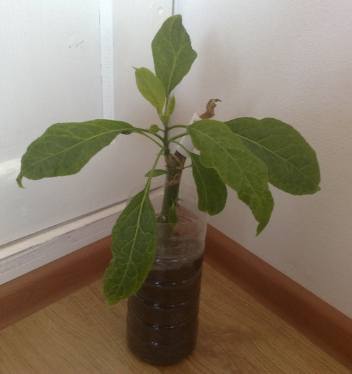 brug Capucin_Narcisa - Brugmansia si datura