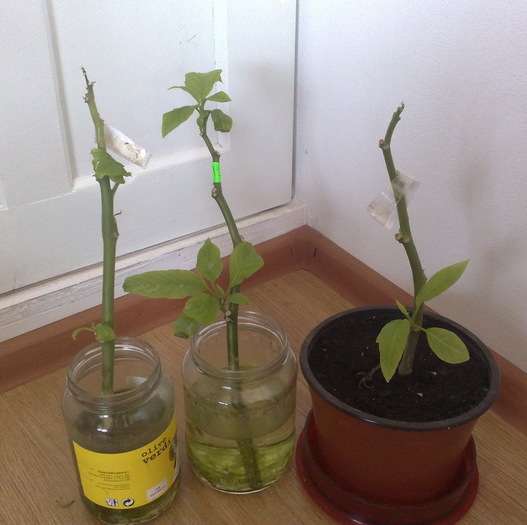 multumesc Florina_alb, galben si roz - Brugmansia si datura