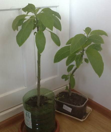 multumesc Violeta - Brugmansia si datura