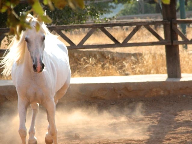 Cal...femela costa 5 poze foarte rare Avril - Adoptie Animale