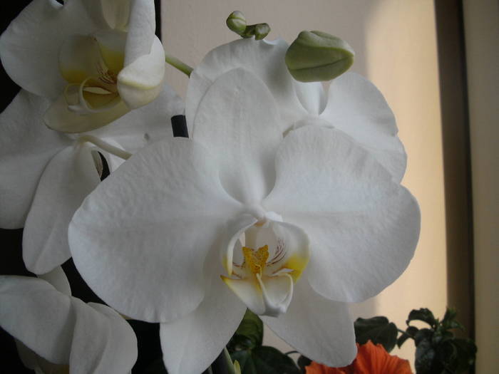 PICT2698 - Phalaenopsis