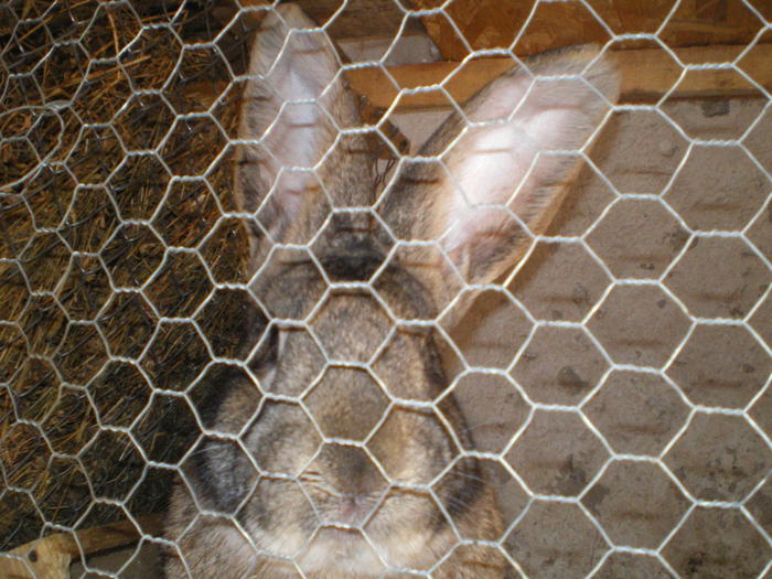 IMGP0614 - vand iepuri urias belgian si neozeelandez alb