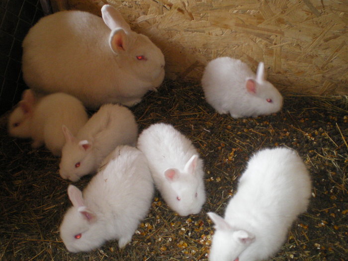 IMGP0615 - vand iepuri urias belgian si neozeelandez alb