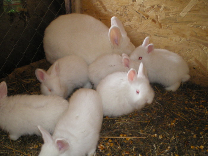 IMGP0616 - vand iepuri urias belgian si neozeelandez alb