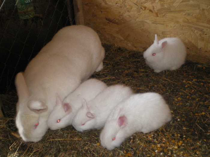 IMGP0634 - vand iepuri urias belgian si neozeelandez alb