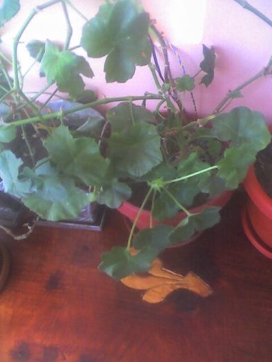 muscate iesite din iarna