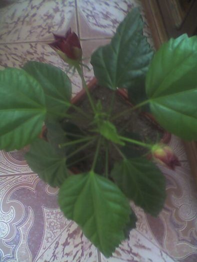 ma pregatesc pt alta inflorire