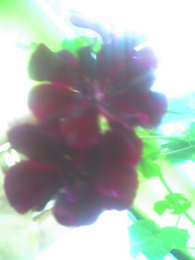 muscata curgatoare grena