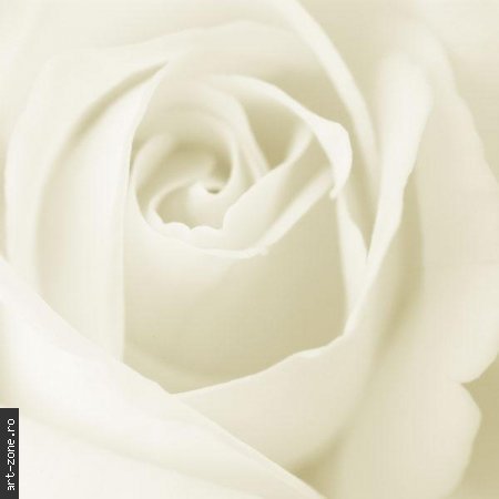 7; Trandafiri albi - flori bogate in intelesuri: veneratie si timiditate, inocenta si
puritate,discreti
