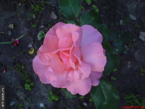 8; Trandafiri de culoare roz simbolizeaza sentimentele de admiratie si simpatie
