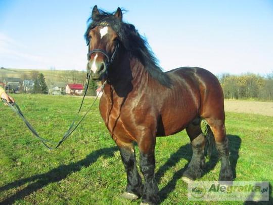 636303749671299_N[1]