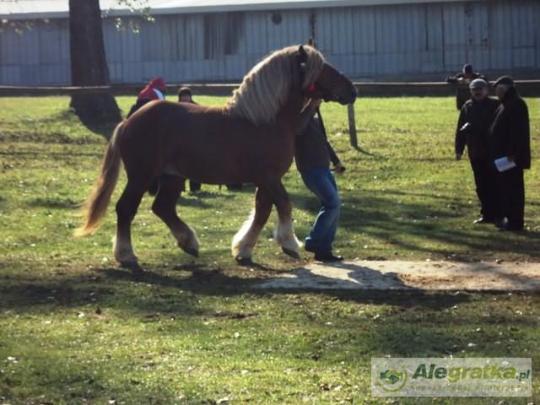 1008931987097625_N[1]