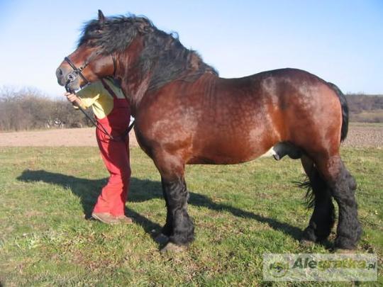 2285866939671299_N[1]