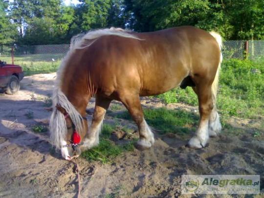 5960829453250307_N[1]