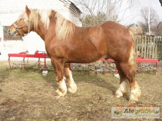 6675214307503285_N[1]