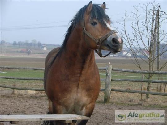 9705246911720185_N[1]