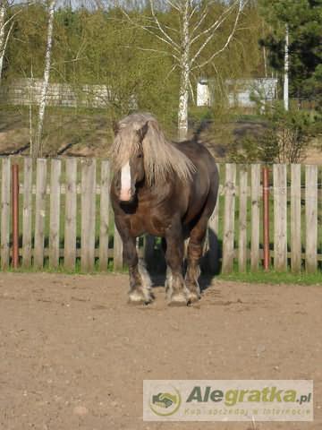 11985552557590403_N[1]