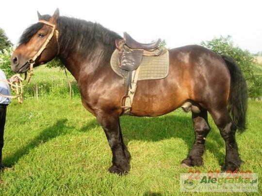 12577479678056557_N[1]