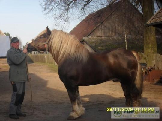 13248684917590403_N[1]