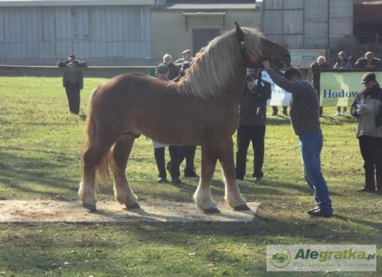 15898689577097625_N[1]