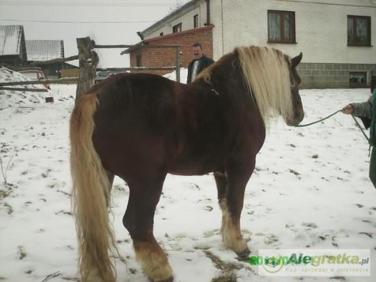 17499064868227523_N[1]