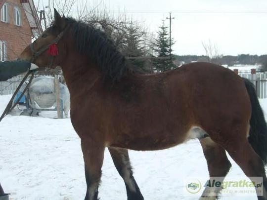 17996560210518701_N[1]