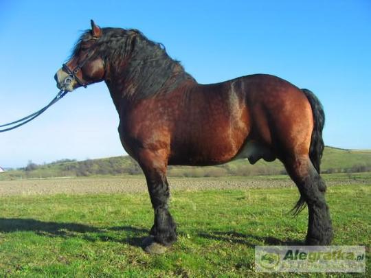 19312726529671299_N[1]