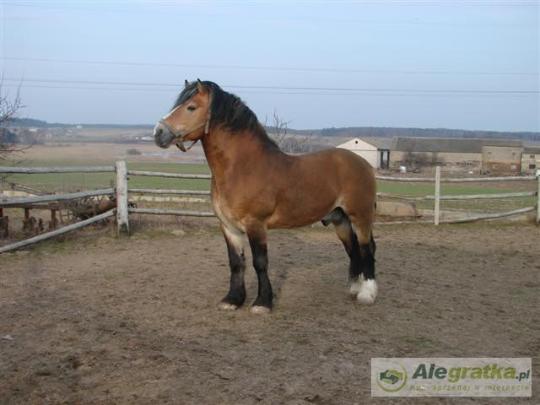 30971817011720185_N[1]