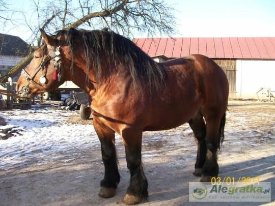 37568807011780227_N[1]