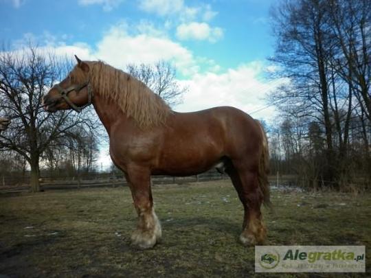 45068868811916265_N[1]