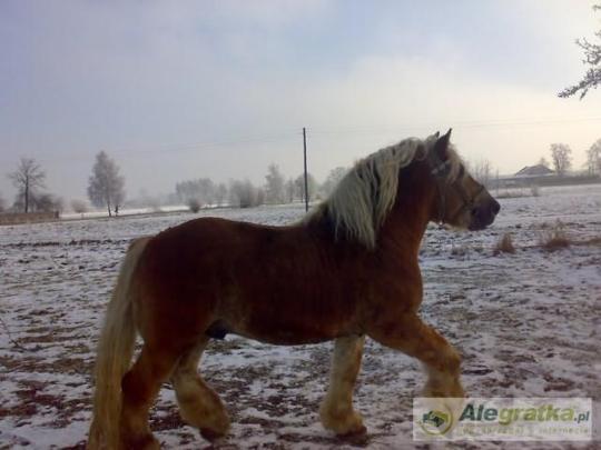 66461556011677481_N[1]